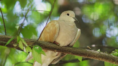 beautiful collared dove bird perched on tree branch