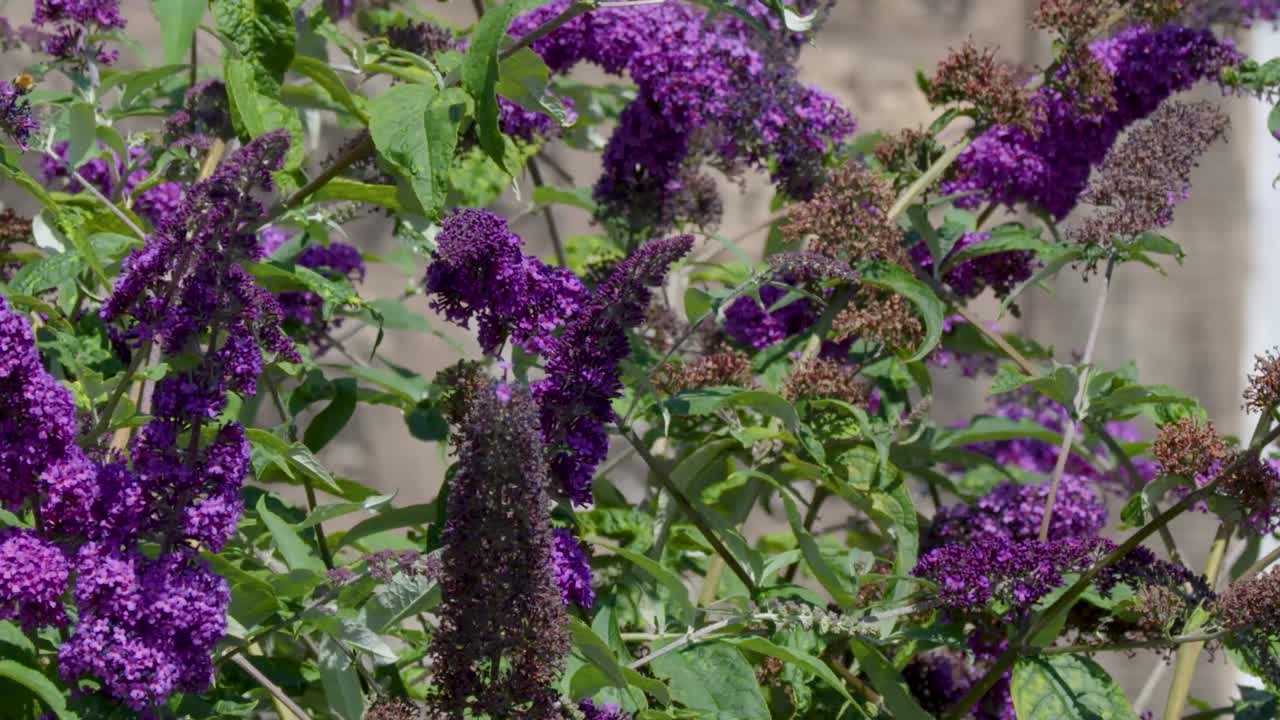 Vibranti grappoli di fiori viola di Buddleja davidii si muovono delicatamente alla luce del sole su uno sfondo tenue