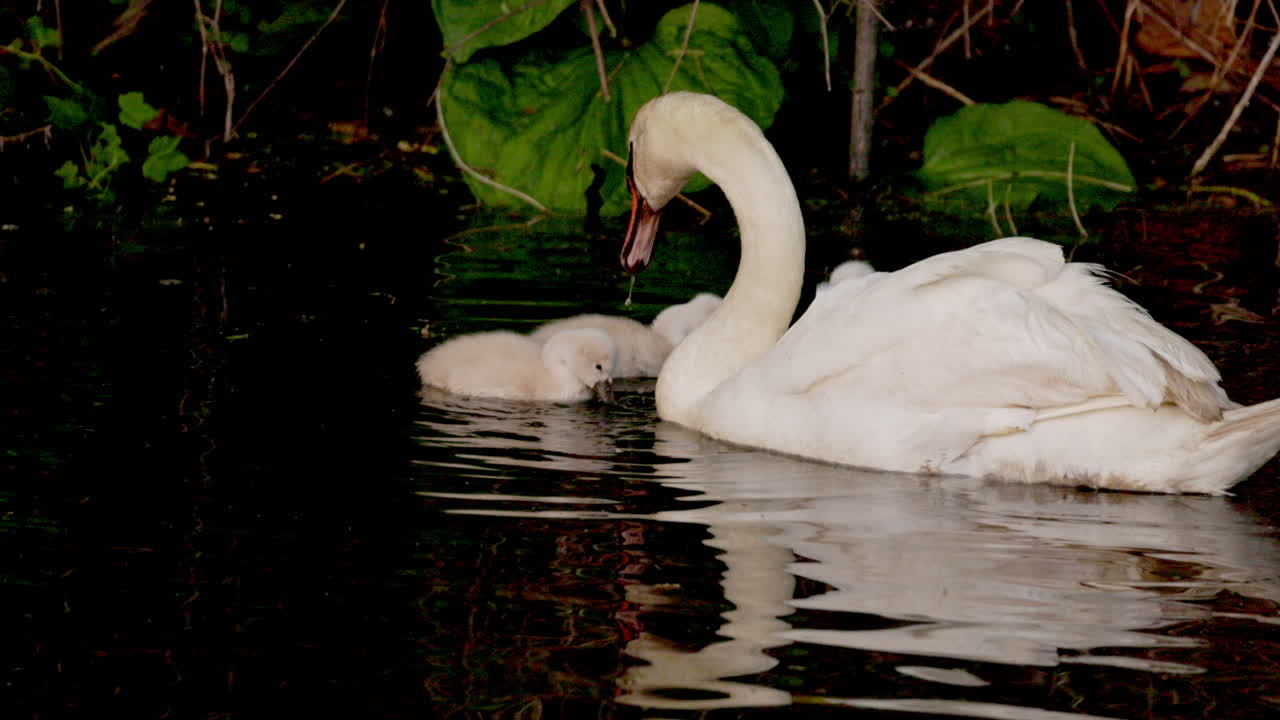 Cinematic slow-motion footage of swan parents escorting their newborns on their debut swim.