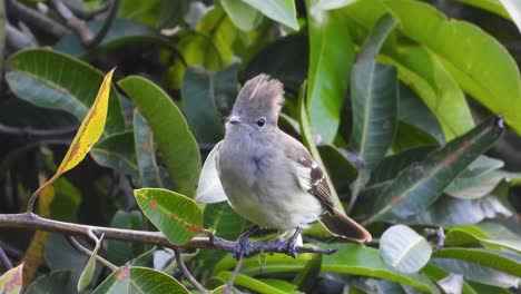 pájaro tiránico de cresta blanca en las selvas de américa del sur
