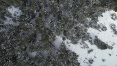 forest with coniferous trees covered by snow in winter, white mountain landscape, top down view