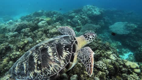 una suave tortuga marina volando a través de las hermosas aguas claras sobre los corales en filipinas - vida marina - de cerca