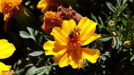 bee collecting nectar from yellow marigold flower