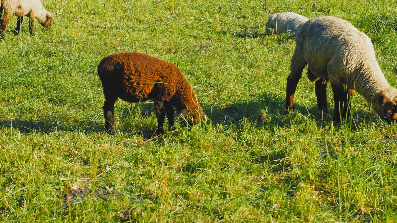 Adorable chocolate brown lamb grazing and frolicking amidst lush green fields. Adding a touch of sweetness to your project, whether it's a nature documentary, children's program, or marketing campaign