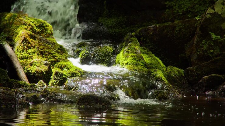 Ruscello illuminato dal sole in una foresta tranquilla circondato da rocce muschiose e vegetazione