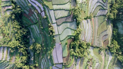 Vista-Aérea-De-Arriba-Hacia-Abajo-Sobre-Plantaciones-De-Puerros-De-Retazos-En-La-Colina,-Wonolelo,-Indonesia