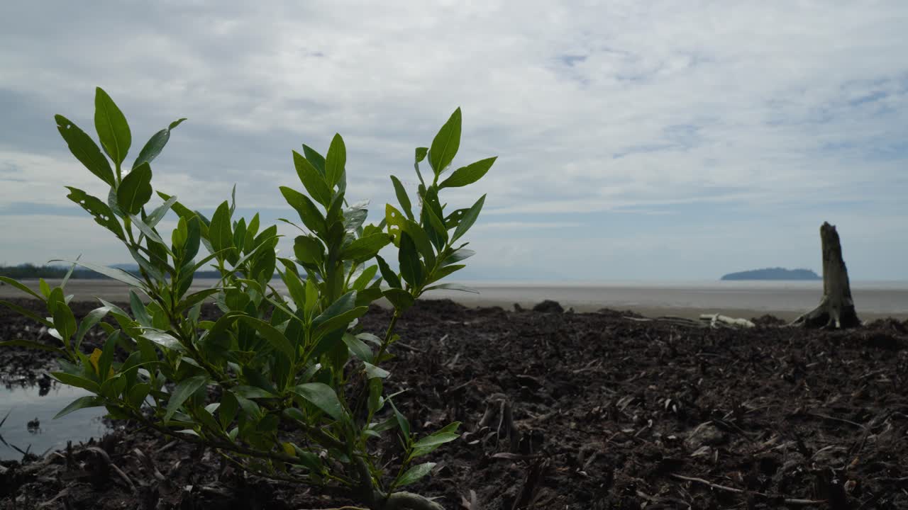 Mangrove Seedling Growing on Mudflats