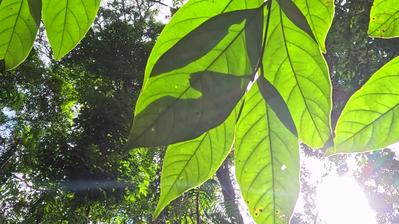 Rayos de sol brillantes se filtran a través de hojas tropicales de un verde vibrante contra un fondo de dosel forestal exuberante.