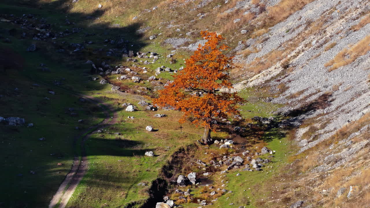 Aerial drone view of a single orange tree standing in a rocky Moldovan valley surrounded by rugged cliffs and sparse vegetation