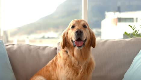 Süßer-Hund-Sitzt-Auf-Der-Couch