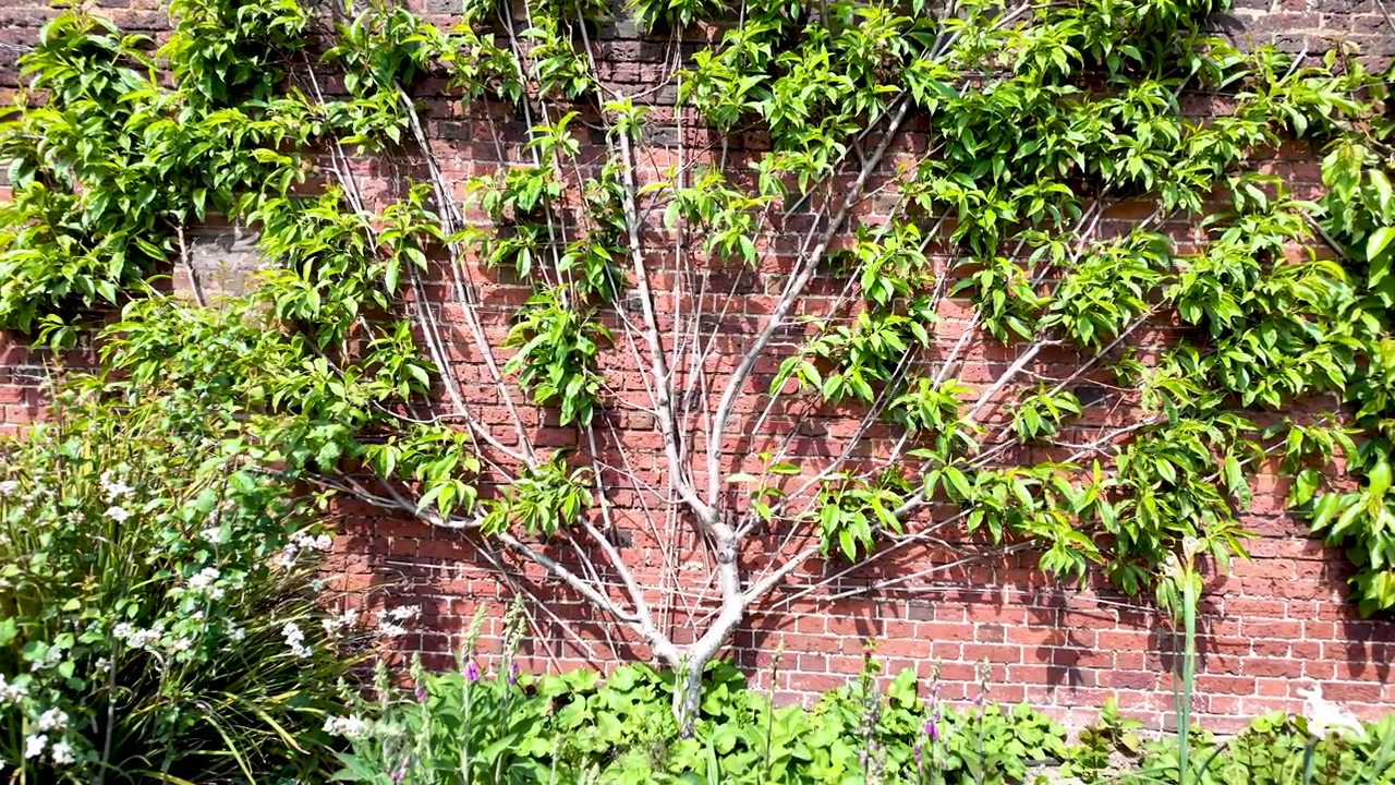Espaliered fruit tree with green leaves growing against a textured red brick wall in a garden. push forward shot
