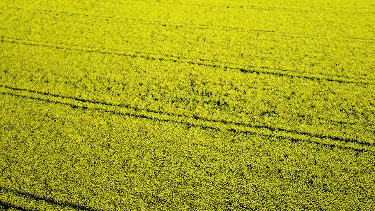 꽃이 만발한 유채밭, 노란 카놀라 꽃 위로 날아가는 공중 조감도, 목가적인 농부 풍경, 아름다운 자연 배경, 드론 샷 오른쪽 회전