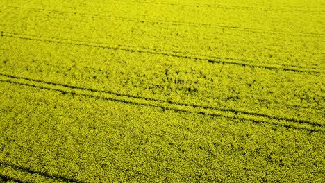 Vista-Aérea-De-Pájaro-Del-Floreciente-Campo-De-Colza,-Volando-Sobre-Flores-Amarillas-De-Canola,-Paisaje-Idílico-De-Agricultores,-Hermoso-Fondo-Natural,-Disparo-De-Drones-Girando-A-La-Derecha