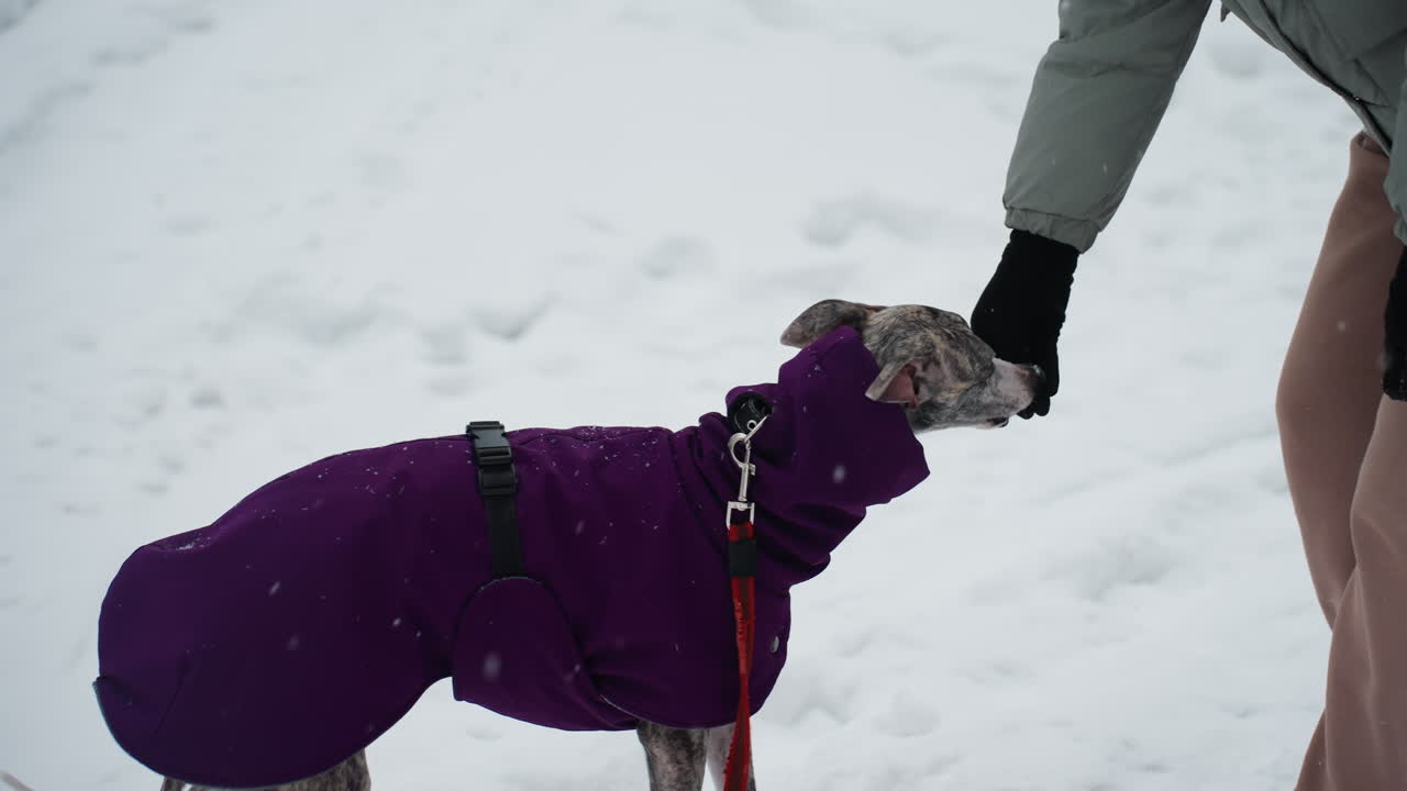 Dog in purple coat reaches out paw to woman wearing winter jacket and gloves during training session in snow-covered park, highlighting strong connection, obedience, and communication between pet and owner