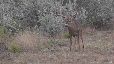 medium-shot-of-Texas-whitetail-buck-feeding