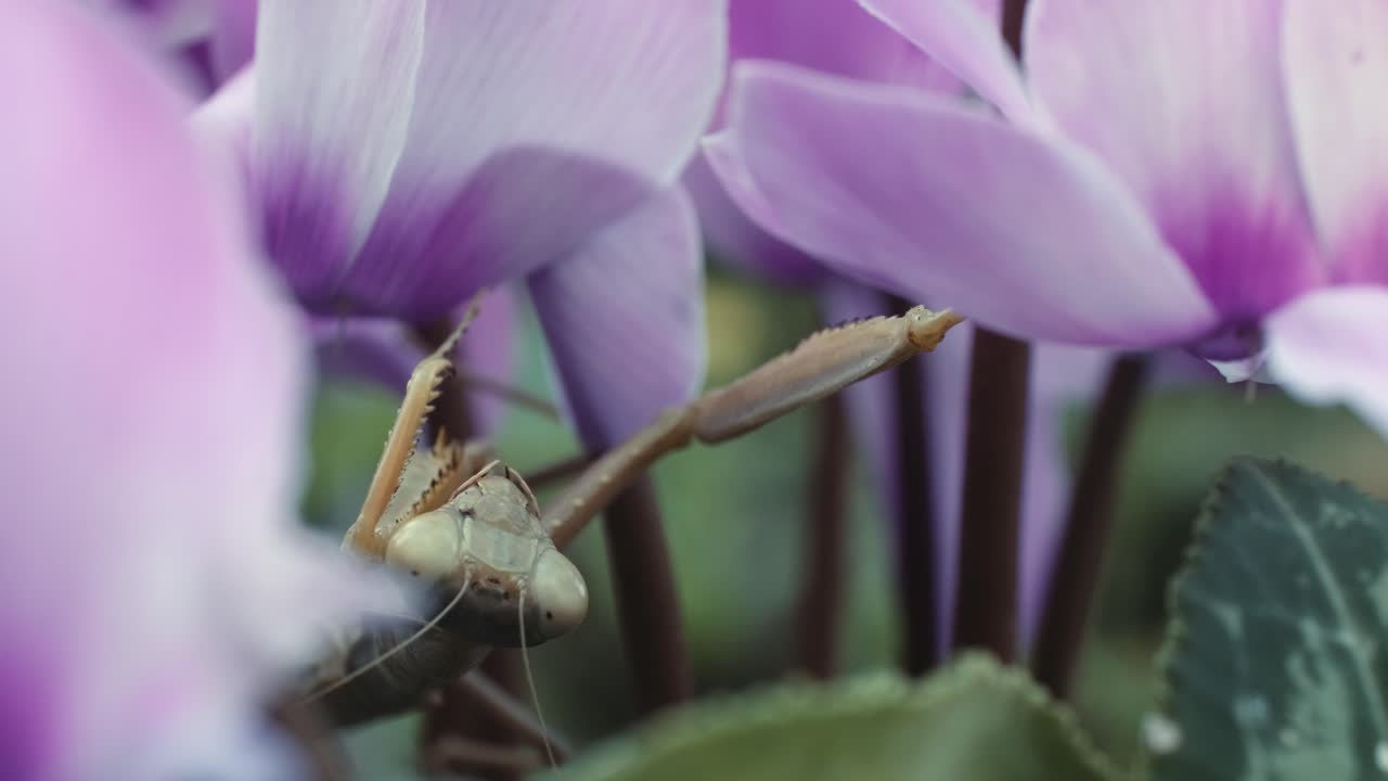 toma macro de una mantis aferrada a una flor de ciclamen floreciente, toma estática
