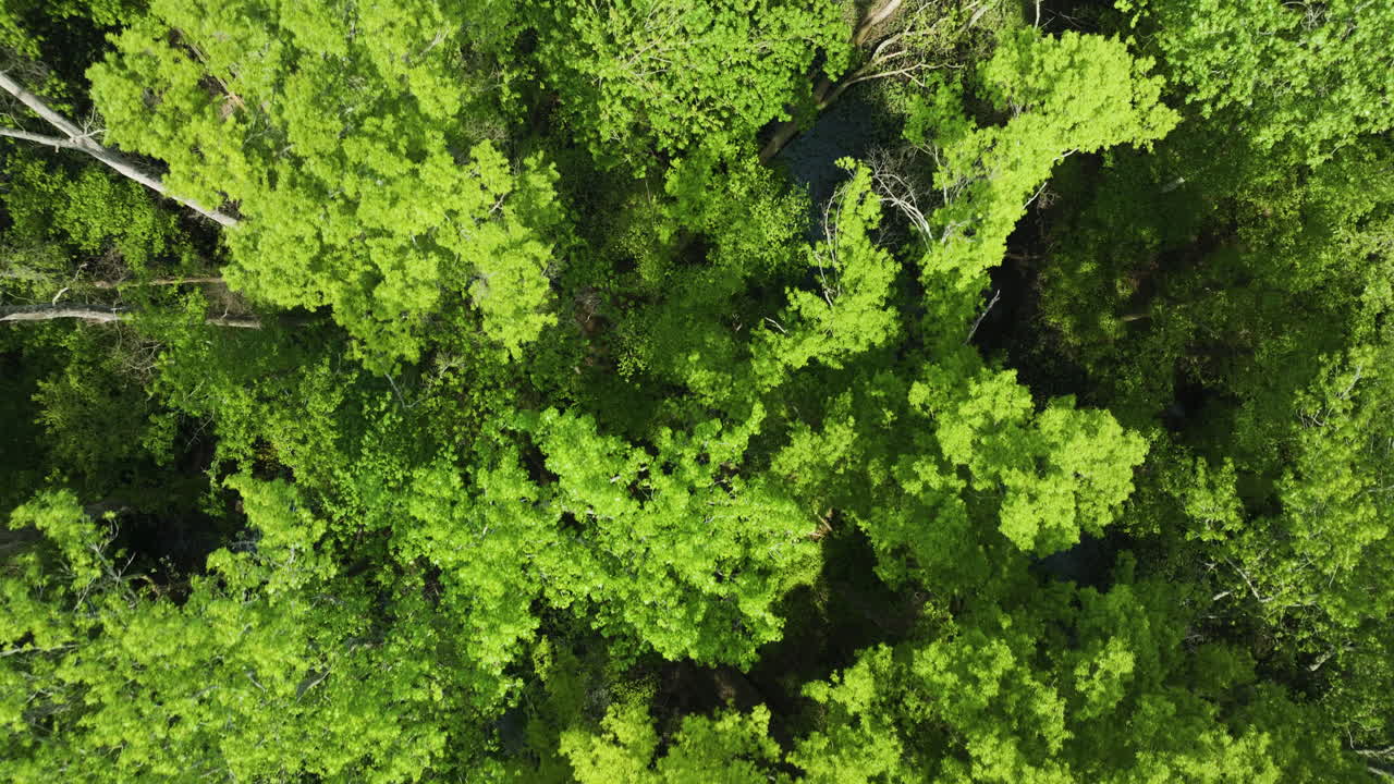 el denso dosel de los árboles en el parque estatal big cypress tree, condado de weakley, tennessee, estados unidos