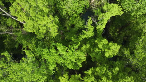 dense tree canopy in big cypress tree state park, weakley county, tennessee, united states