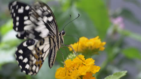 super macro shot of black white butterfly feeding nectar of yellow flower with legs and fly away - slow motion