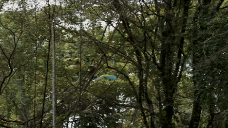 Green-macaw-flying-on-tree-branch-in-Costa-Rica-forest