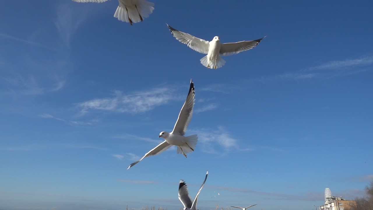 Seagulls in the sky. Slow Motion. Shootings of seagulls
