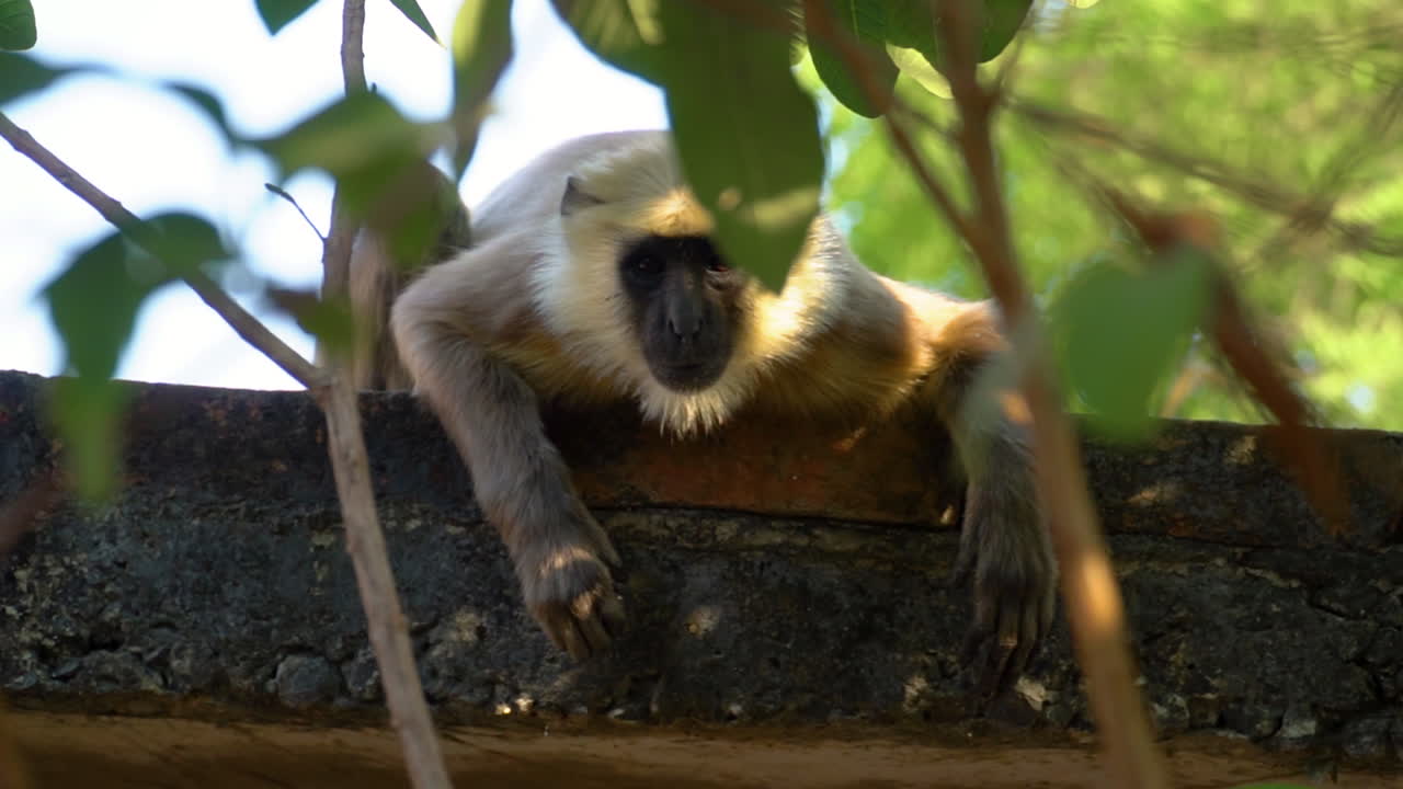 retrato de langur blanco enojado y agresivo visto a través de los árboles