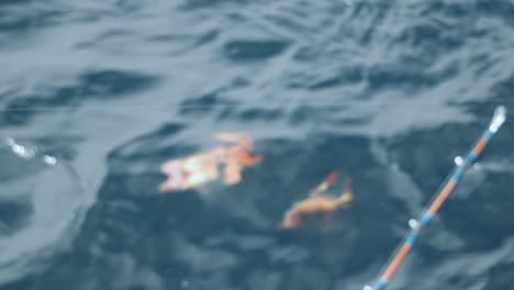 dos peces de roca sacados del agua