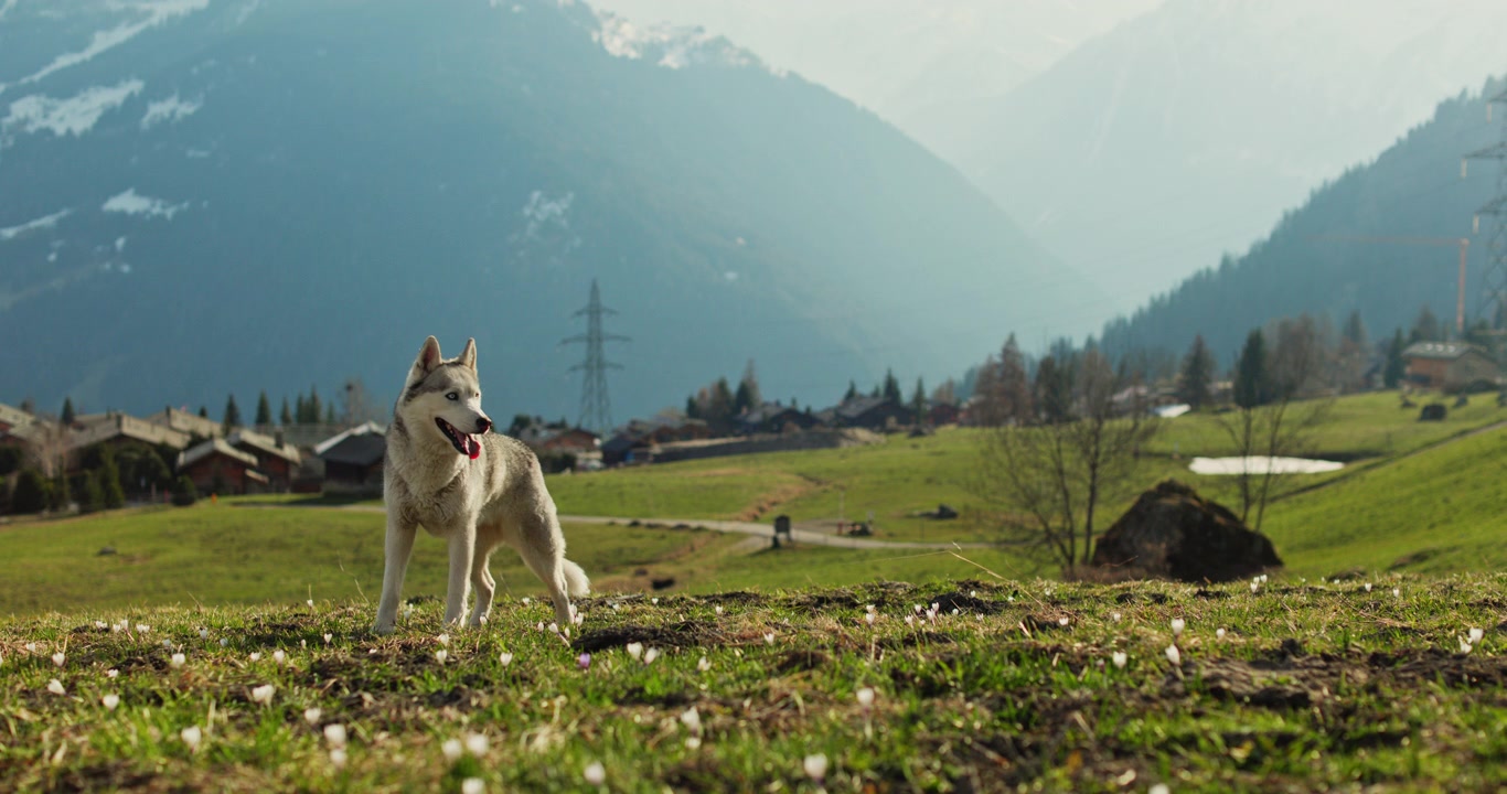 Husky som går gjennom en grønn alpeeng nær Verbier, Sveits, med de sveitsiske Alpene som ruver i bakgrunnen på en solrik vårdag