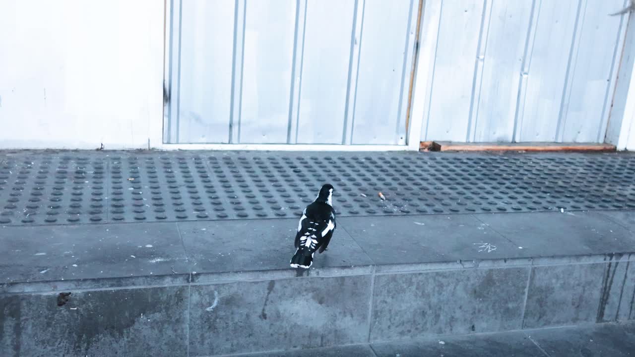 Una gazza si muove su gradini di cemento in un contesto urbano, ripresa con luce naturale e inquadrature fisse