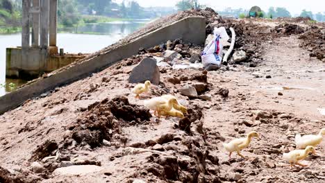 ducks and person navigating a muddy riverbank