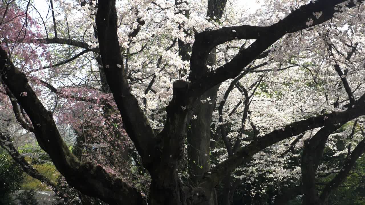 만개한 벚꽃 나무의 떨어지는 꽃잎 슬로우 모션