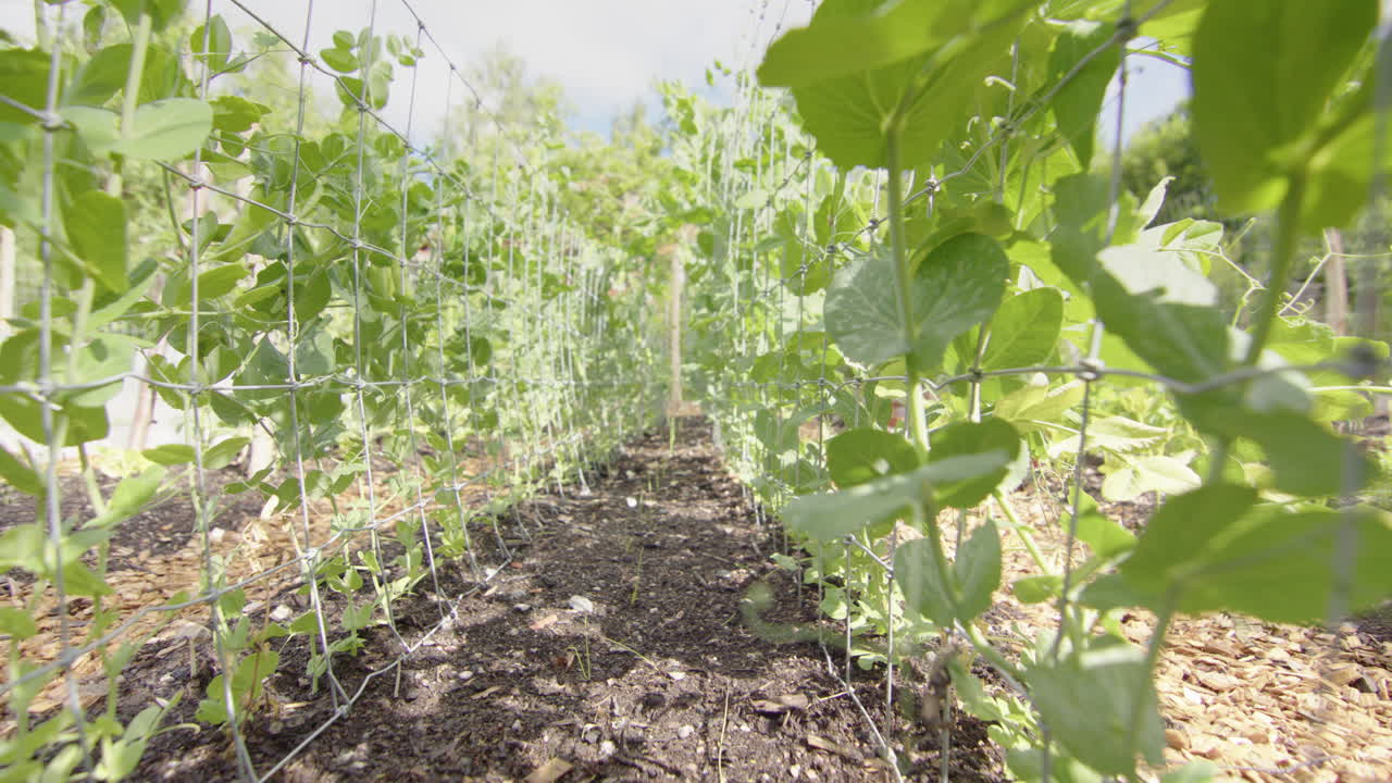 guisantes verdes de jardín creciendo en enrejados de alambre en el huerto, tiro deslizante