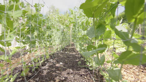 Green-garden-peas-growing-up-wire-trellises-in-vegetable-garden,-slider-shot