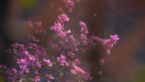 Buganvilla-Enana-Híbrida-Planta-Viva-Con-Muchas-Flores-Rosas-En-Una-Mañana-De-Verano,-Planta-Con-Flores-Rosas-Y-Hojas-Verdes-Besadas-Por-El-Sol,-India