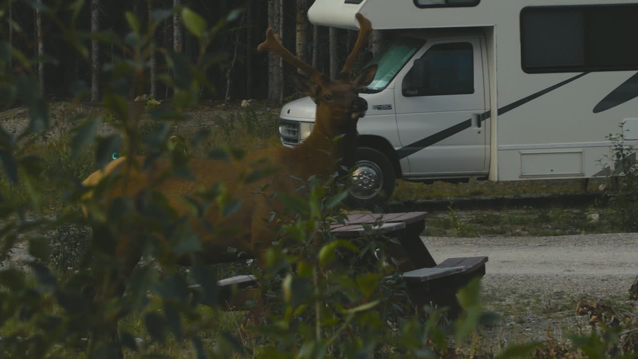 A lonely elk are eating and are very curious of it's surroundings, at a public campsite in Jasper National Park, in the country of Canada, during summer season