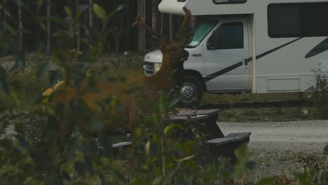 a lonely elk are eating and are very curious of it's surroundings, at a public campsite in jasper national park, in the country of canada, during summer season