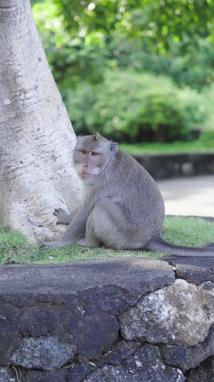 Wild monkey sitting in urban area of Bali island, vertical view