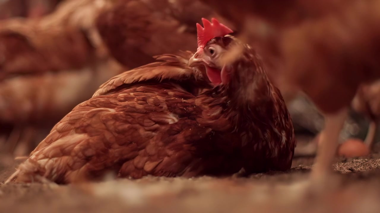 Çiftlikte toprakta oturan tavuklar.
