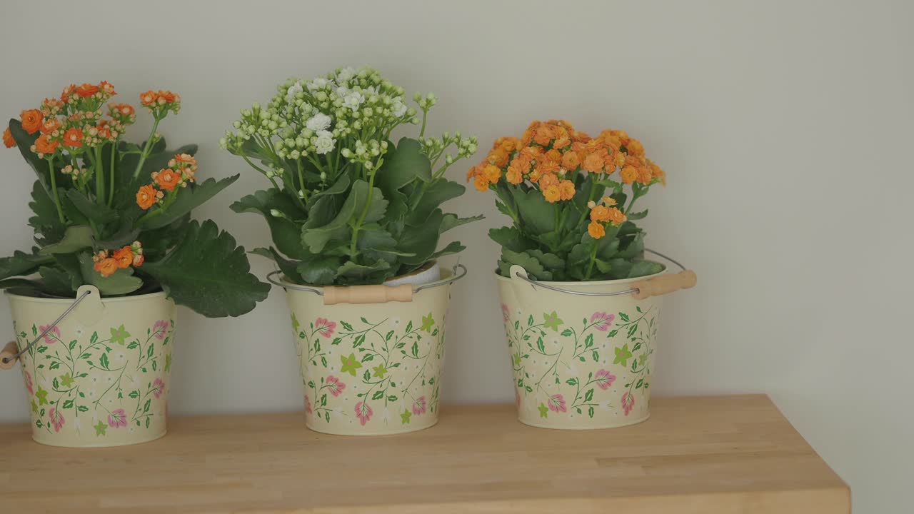Decorative potted flowers