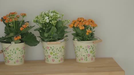 decorative potted flowers