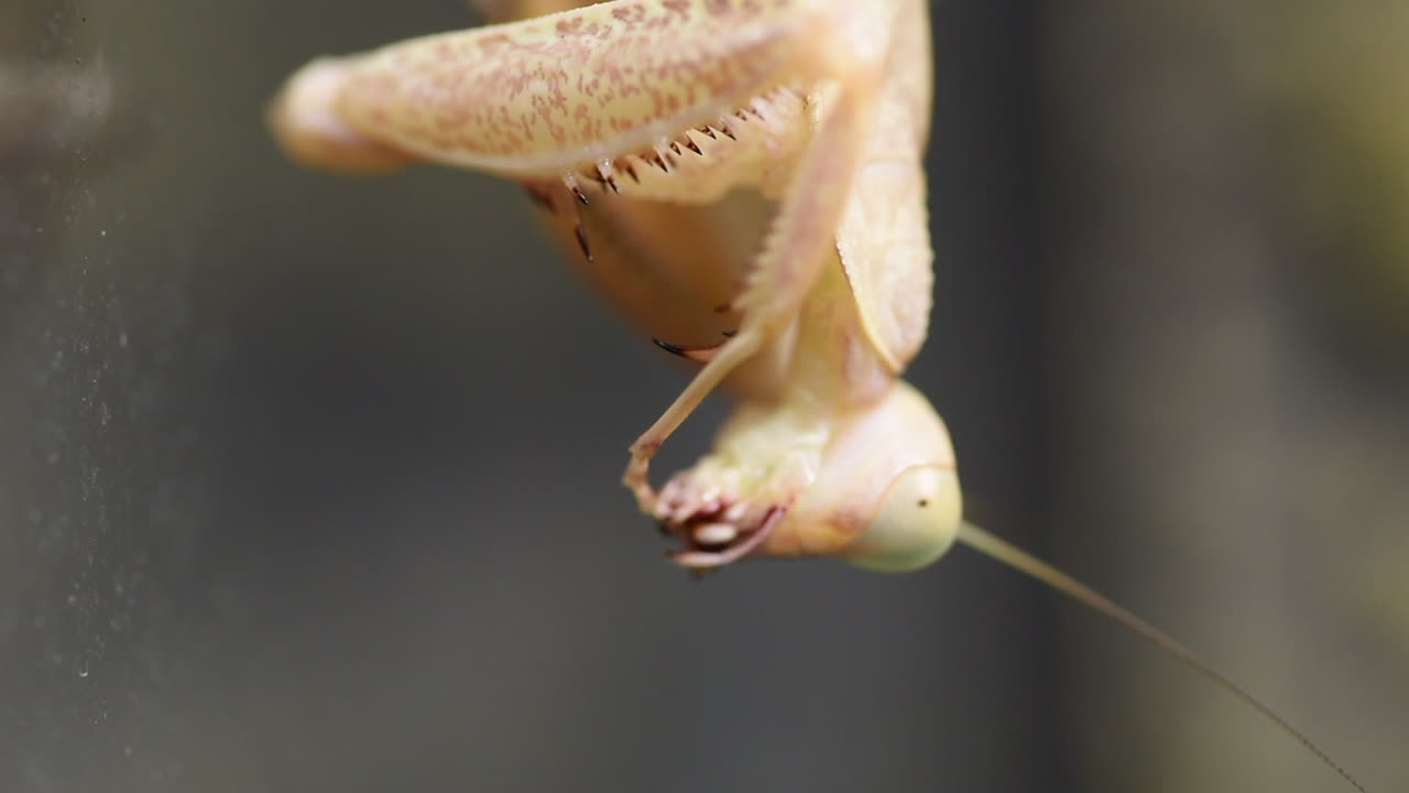 이국적인 포식성 갈색 곤충인 사마귀의 머리 보기, 그녀는 하악골로 다리를 청소합니다