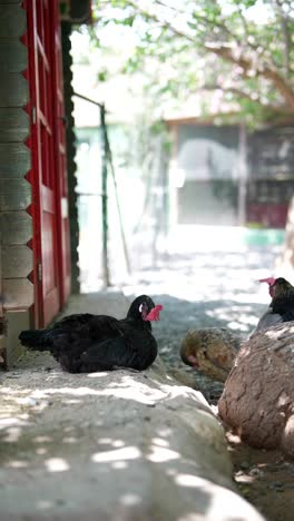 chickens in a garden enclosure