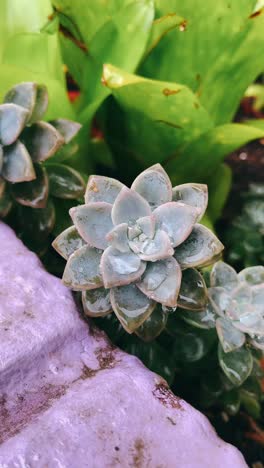 dewy succulent in a garden