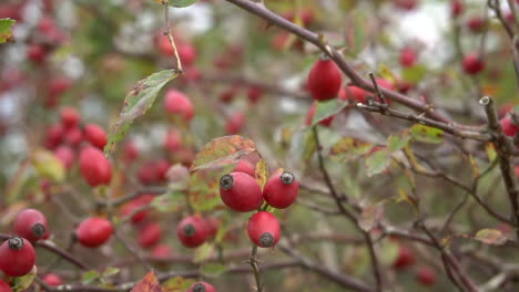Branches of ripe rose hips in october Rosa