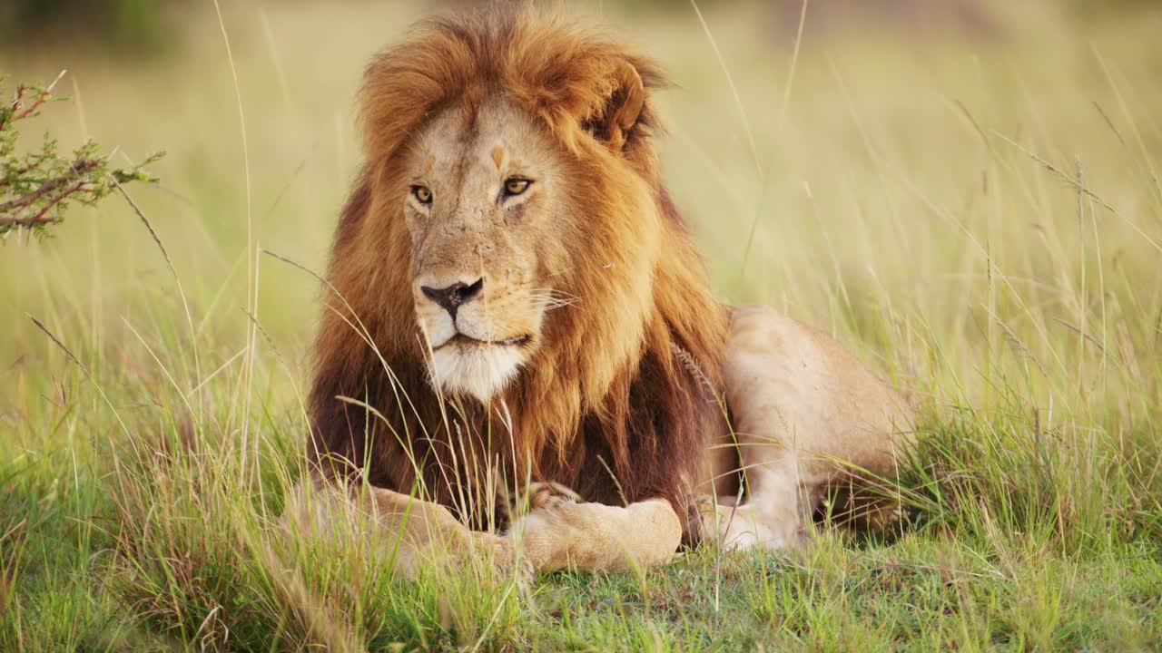 cámara lenta de león macho, animal de safari de vida silvestre africana en la reserva nacional de masai mara en kenia, áfrica, masai mara, hermoso retrato mirando a su alrededor alerta en el paisaje de la sabana