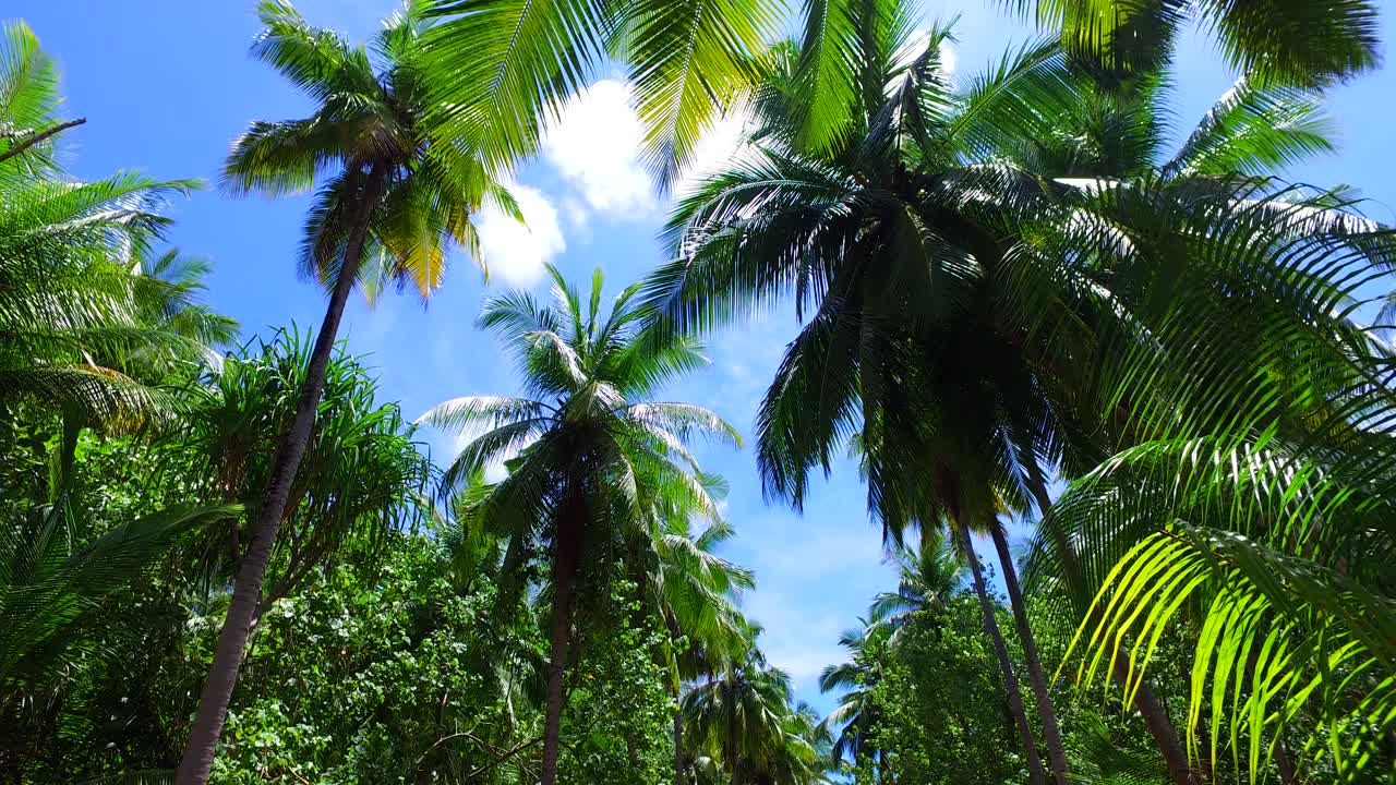 hermosas hojas de palma vistas desde abajo sobre un cielo brillante con fondo de nubes, dentro de una isla tropical en medio del océano atlántico