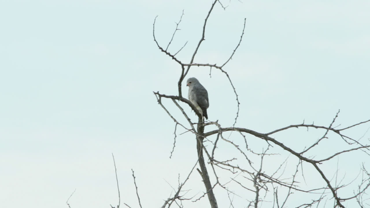 South African pygmy falcon sitting on a branch