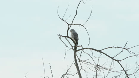 south african pygmy falcon sitting on a branch
