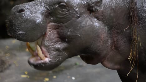 close up hippopotamus chewing food