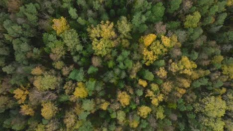 Aufnahme-Einer-Luftaufnahme-Des-Herbstwaldes,-Gelbe-Blätter-Auf-Bäumen,-Idyllische-Naturszene-Mit-Fallenden-Blättern,-Herbstmorgen,-Weite-Drohnenaufnahme-Aus-Der-Vogelperspektive,-Die-Sich-Langsam-Vorwärts-Bewegt